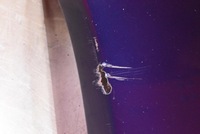 фото thumb №12, Бампер перед передний granatowy vw passat b5 lift 00-05