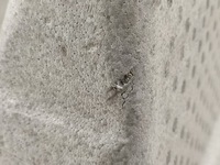 фото thumb №11, Вкладка пенополистирол багажника dacia duster i 2010-... 849609328r