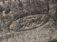 Подкрылок левый задний  ford mondeo v mk5 facelift рестайлинг  универсал js7b-a280k74 с Разборки, фото thumb