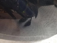 фото thumb №6, Дверь задняя задние левая citroen ds4 kgn