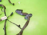 фото thumb №13, Жгут установка двери правая зад renault scenic ii