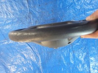 фото thumb №12, Запчастини corsa c meriva a кермо