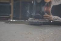 фото thumb №14, Honda cr-v iii двері правий перед d1712 9h