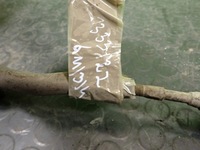 фото thumb №7, Трансмиссия рулевая citroen c1 i рулевая рейка