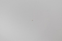 фото thumb №7, Дверь правые зад задние w19a mitsubishi asx 1 i 5d suv 10-12