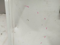 фото thumb №7, Дверь задняя задние правое fiat doblo