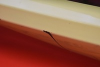 фото thumb №5, Бампер перед передний жёлтый opel agila a 00-03