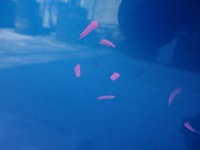 фото thumb №4, Citroen c3 picasso дверь левая левый задняя