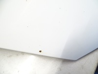 фото thumb №7, Капот крышка двигателя audi a3 8p lift ly9c 08-12r