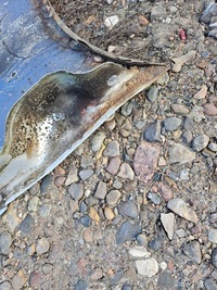 фото thumb №8, Крила лівий vw t5 la7w