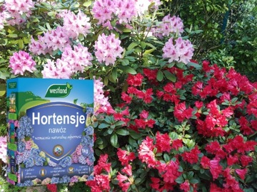 NAWÓZ DO HORTENSJI rododendronów wrzosów OBFITE KWITNIENIE 1KG WESTLAND