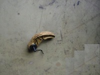 фото thumb №1, Audi a4 seat leon tdi натяжитель направляющая распределительного вала