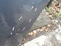 фото thumb №5, Peugeot 3008 двері лівий задня kthc