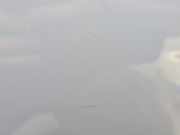 фото thumb №14, Двері праві перед audi a7 rs7 ly7c 4g