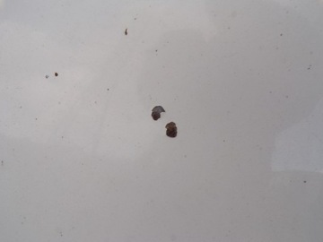 фото thumb №6, Капот кришка двигуна skoda fabia 2 ii колір 1026