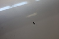 фото thumb №13, Двері праве правий перед передні задня bmw f31 a83