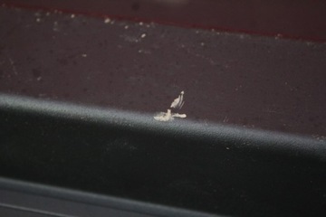 фото thumb №11, Ролета багажника 39878727 volvo xc90 1 i 02-06