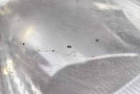 фото thumb №11, Фара правый лампа перед eu 8200701356 renault trafic 2 ii 06-15