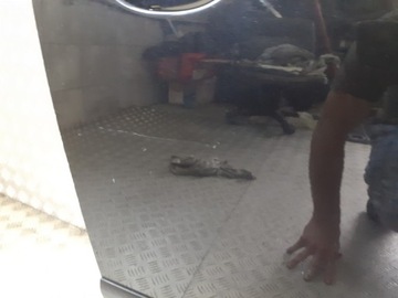 фото thumb №4, Двері правий перед vw golf v plus lc9z