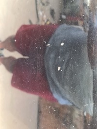 фото thumb №6, Капот крышка двигателя opel astra iii h z20r