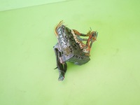 фото thumb №6, Коробка запобіжників fiat brava i 1.4 12v spi