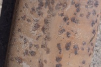 фото thumb №11, Вихлоп гасник кінцевий vw passat b7 2.0 tdi 3c0253411bk