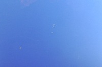 фото thumb №8, Renault scenic iii xmod двері правий задня задні terpb