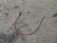 фото thumb №1, Датчик лямбда-зонд датчик температуры выхлопных газов 1.5 dci renault megane iv