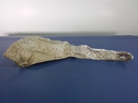 фото thumb №1, Mercedes b w246 захист теплова a2466820671