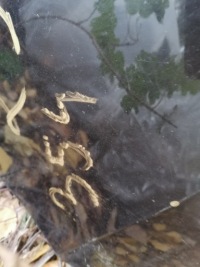 фото thumb №6, Бампер задня bmw 1 f20 11-14 7240918