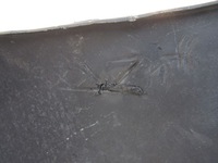 фото thumb №9, Бампер toyota rav4 iii lift 08-10 перед bez отворів