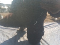 фото thumb №14, Двері праві зад audi a8 d4 s8 4h lx7u