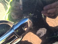 фото thumb №6, Дверь левая левый задняя audi q7 4l lz9y