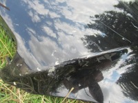 фото thumb №8, Mercedes w221 s-klasa капот крышка двигателя #59