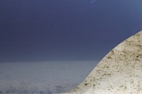 фото thumb №7, Дверь левый задняя nissan micra k12 b33g