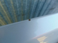 фото thumb №10, Капот кришка двигуна nissan qashqai j10 k54