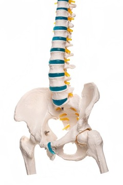 Model anatomiczny kręgosłupa człowieka z miednicą 1:1