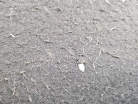 фото thumb №9, Полиця задня задня багажника renault scenic iii