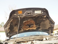 фото thumb №6, Honda cr-v 3 2006-12 капот крышка двигателя цвет nh684p оригинал