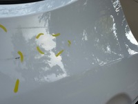 фото thumb №8, Ford transit mk8 viii 8 13r- дверь левая задние левый задняя стекло