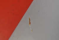 фото thumb №8, Капот крышка двигателя серебристая mitsubishi l200 4 iv 06-15