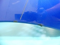 фото thumb №12, Бампер перед mazda premacy 24a 01-05 протитуманні фари