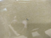 фото thumb №5, Скло лобове перед підігрів renault austral 2023 rok