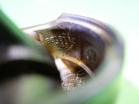 фото thumb №9, Поршень з шатуном opel astra g ii bertone 2.0t 16v