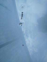 Капот крышка оригинал лак seat ibiza iv 6j цвет lw5t 2008-2012 Киев, фото thumb