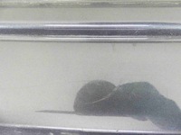 фото thumb №10, Бампер задня kia sportage iv 15-18 szary be