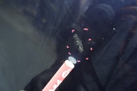 фото thumb №9, Vectra c iii капот z21a