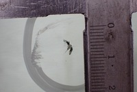 фото thumb №6, Скло лобове opel meriva b оригінал 2011 подвійний