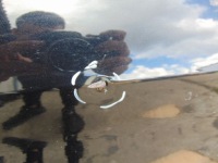 фото thumb №5, Двері правий перед ford kuga mk1 колір f8