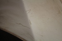 фото thumb №8, Бампер перед передний белый ford transit 5 v lift 00-06